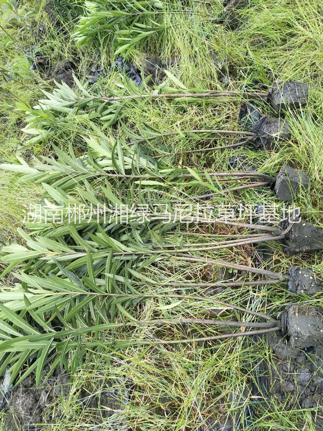 夾竹桃樹苗圖片/夾竹桃樹苗樣板圖 (1)