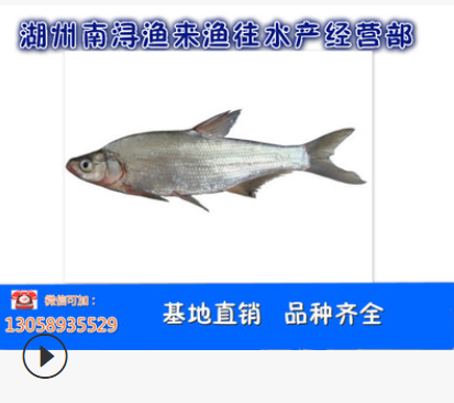 成品魚(yú)圖片