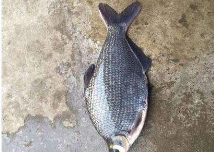 鳊魚圖片/鳊魚樣板圖 (4)