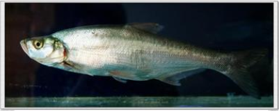 成品魚圖片/成品魚樣板圖 (4)