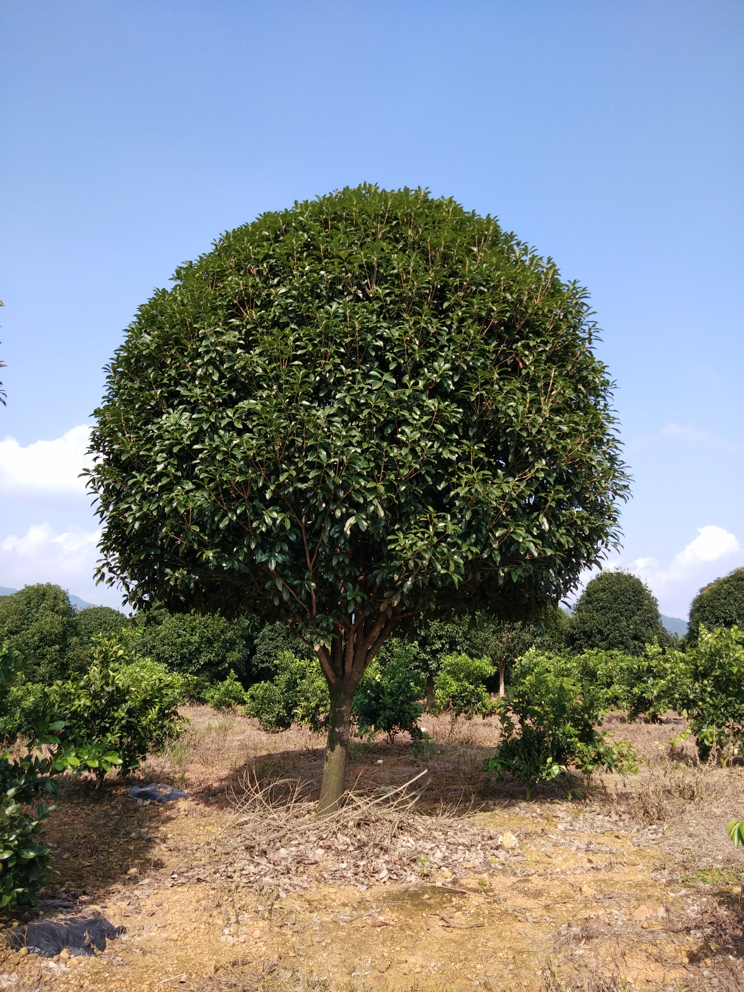 移植桂花树，八月金桂，精品丹桂图片