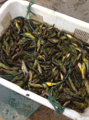 黃顙魚(yú)苗圖片/黃顙魚(yú)苗樣板圖 (2)