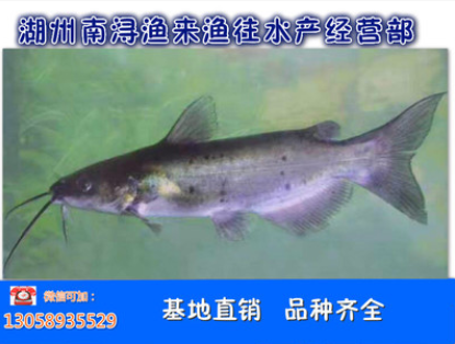 魚苗圖片/魚苗樣板圖 (1)