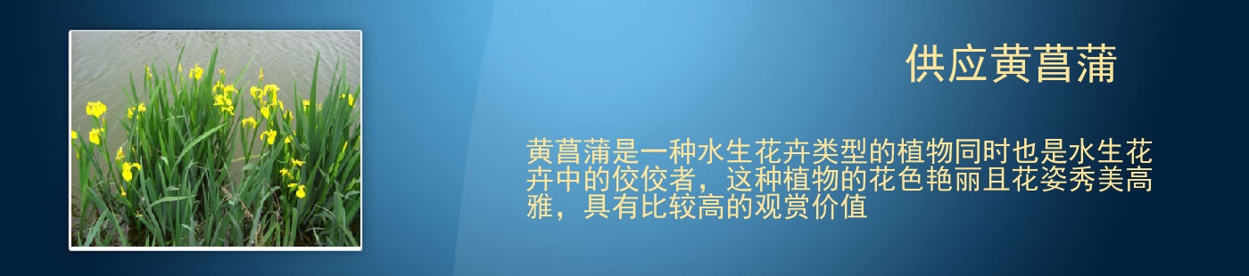 供應(yīng)黃菖蒲