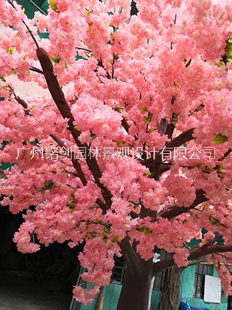櫻花樹圖片/櫻花樹樣板圖 (2)