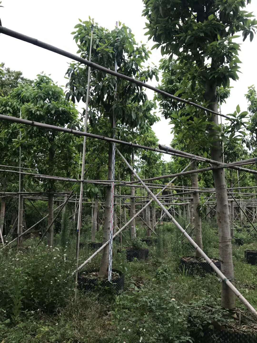 白蘭圖片/白蘭樣板圖 (3)