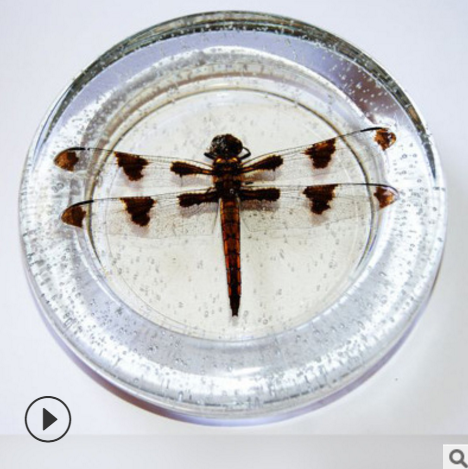 昆蟲標本圖片/昆蟲標本樣板圖 (2)