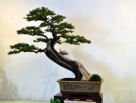 樹盆景圖片/樹盆景樣板圖 (1)