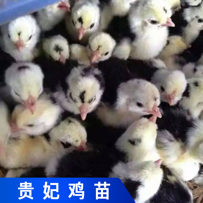 貴妃雞苗圖片/貴妃雞苗樣板圖 (2)