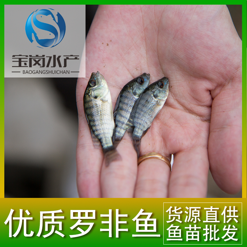 羅非魚苗圖片/羅非魚苗樣板圖 (1)