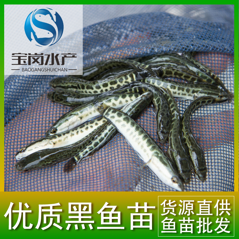 黑魚苗圖片/黑魚苗樣板圖 (3)