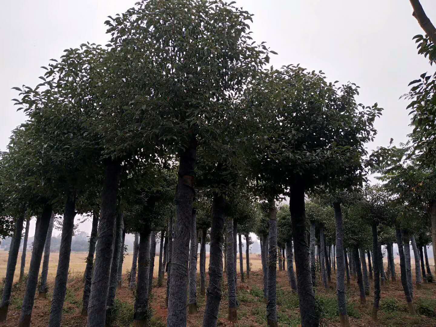 湖南截桿發(fā)冒香樟基地圖片