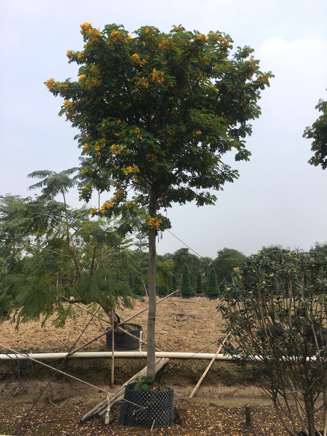 黃槐圖片/黃槐樣板圖 (4)
