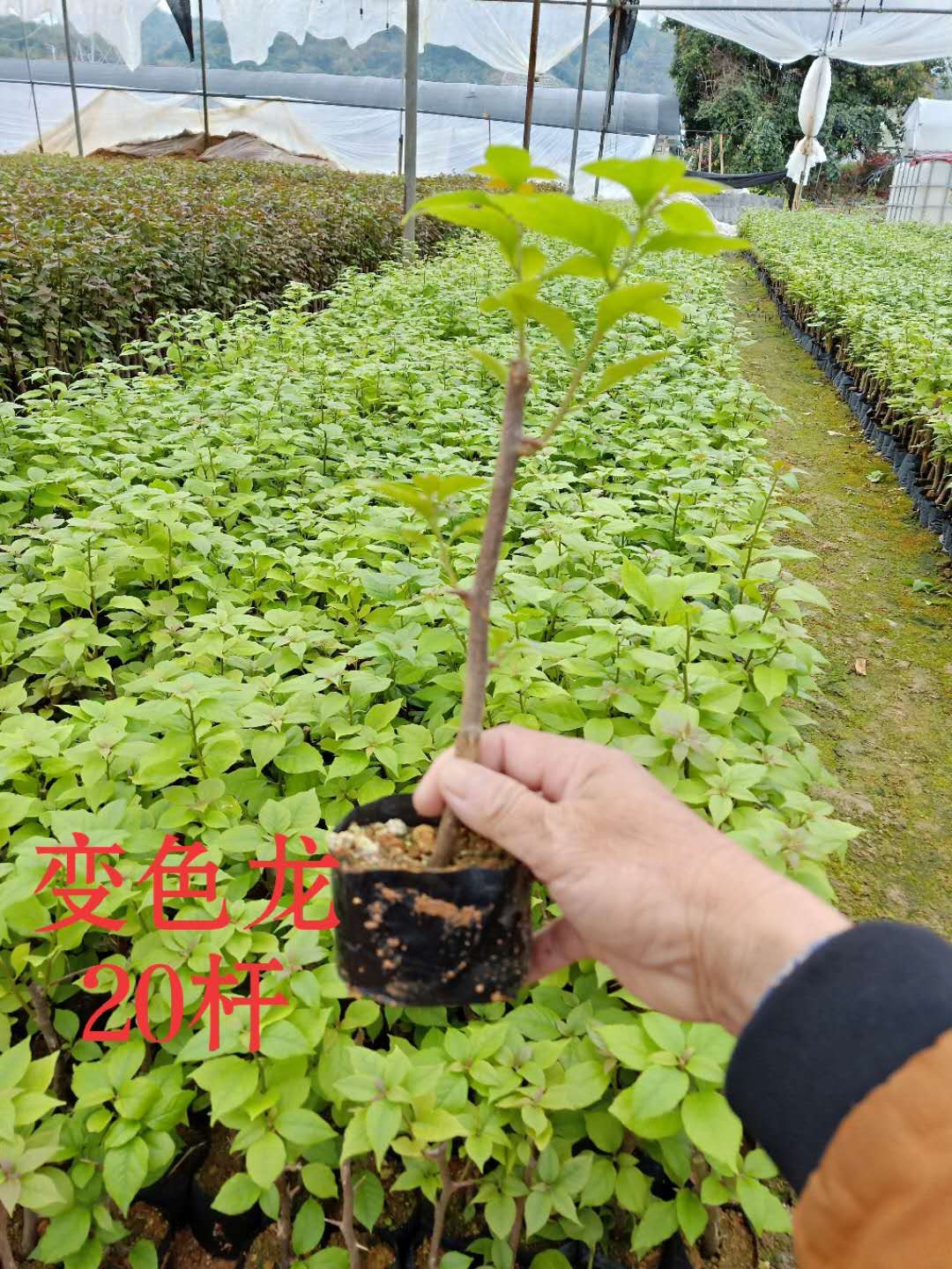 袋苗圖片/袋苗樣板圖 (3)