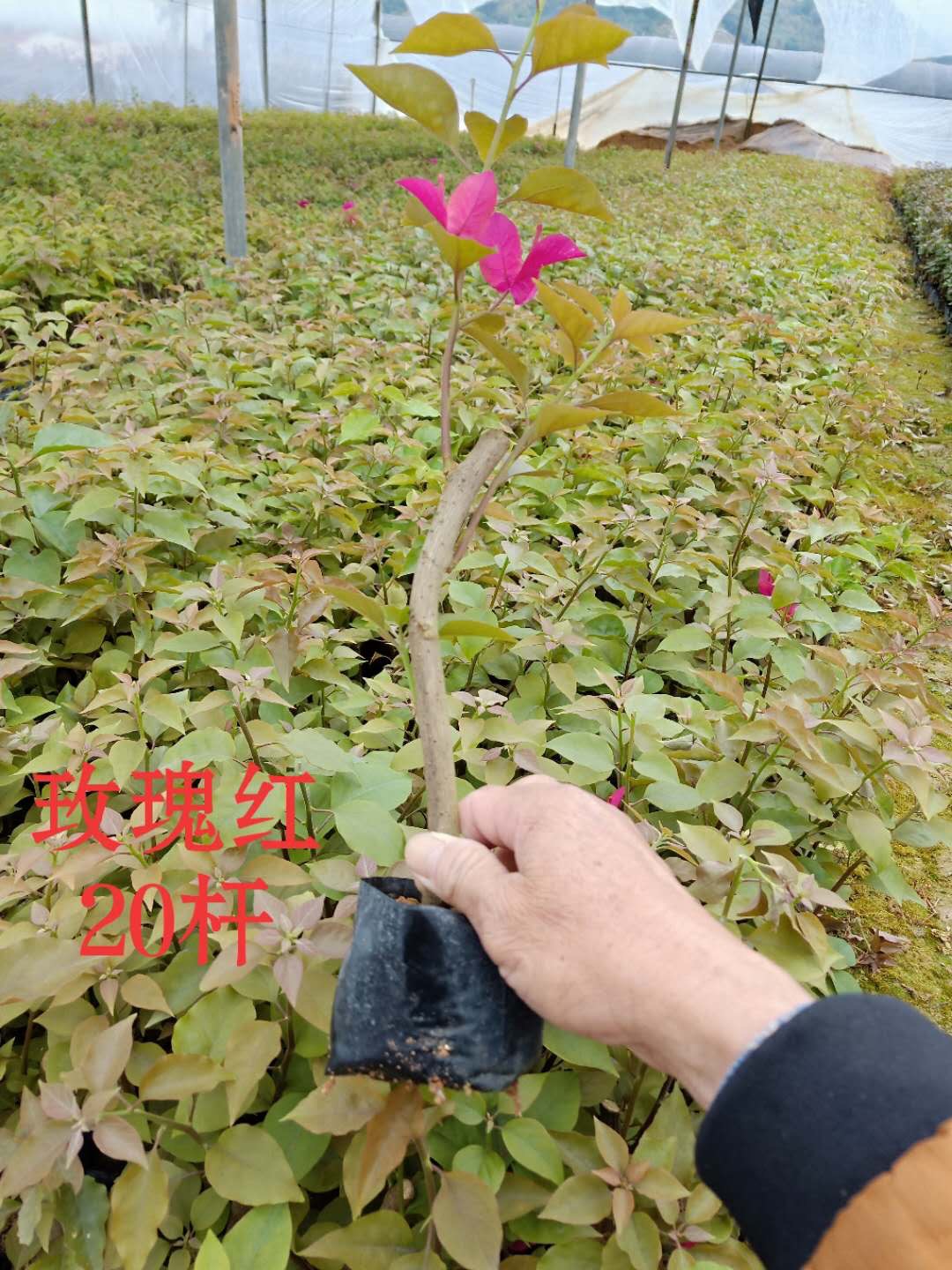 袋苗圖片/袋苗樣板圖 (2)