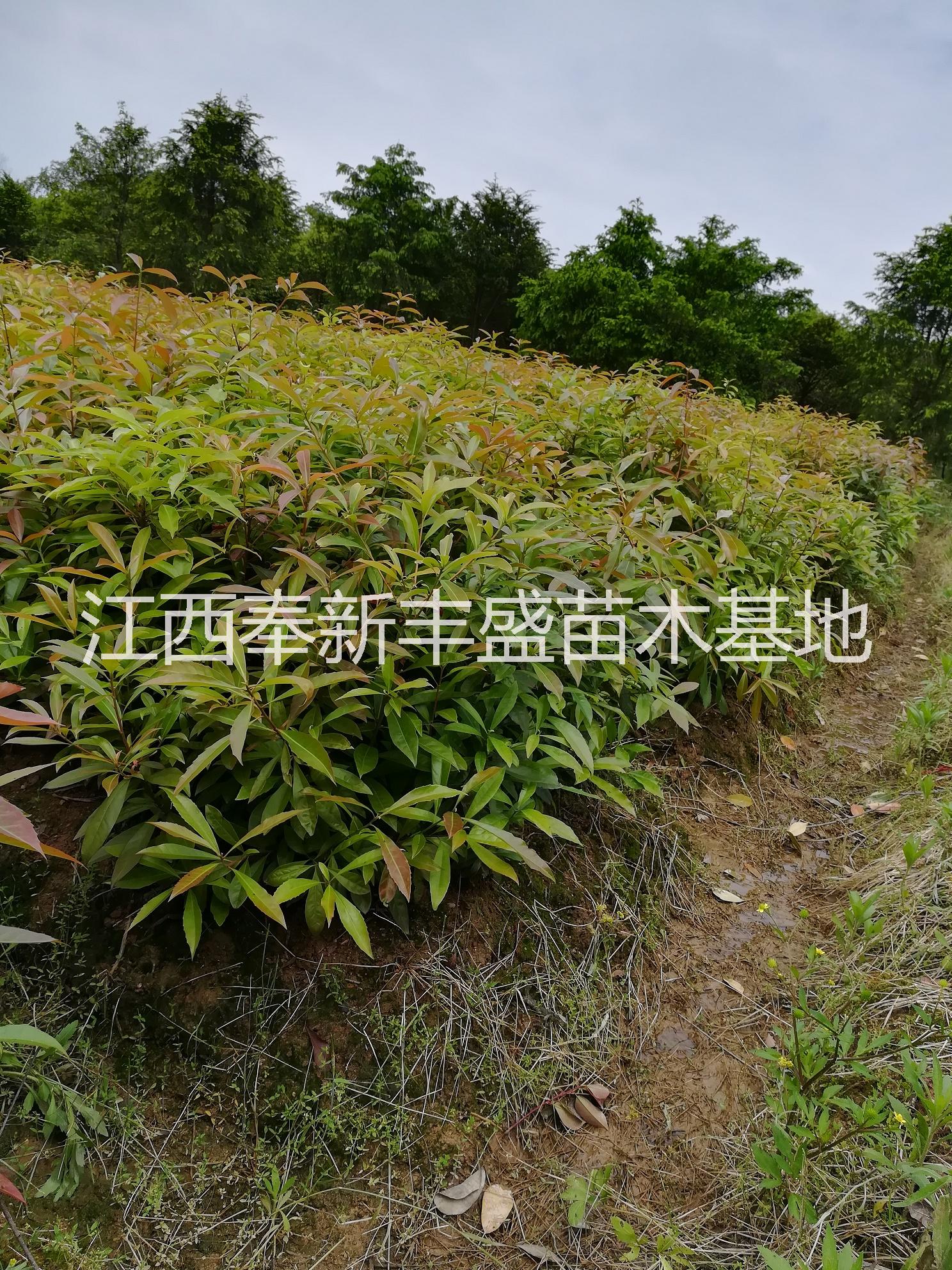 木荷袋苗图片