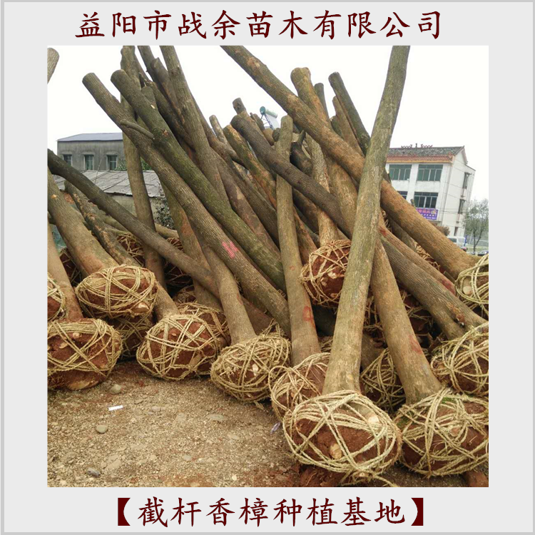 重庆截杆香樟批发价，基地直销，成活率高，专业栽培，品种纯正