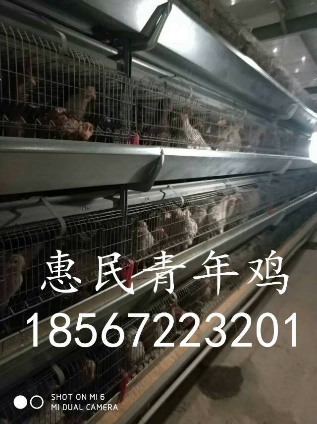 鶴壁青年雞養(yǎng)殖圖片/鶴壁青年雞養(yǎng)殖樣板圖 (4)