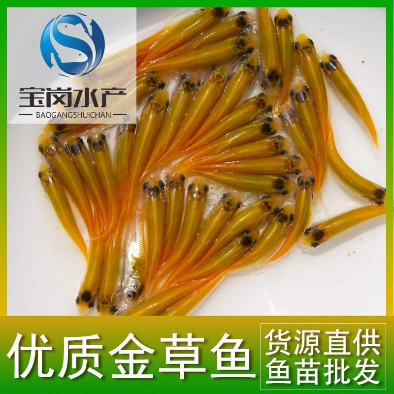 金草魚圖片