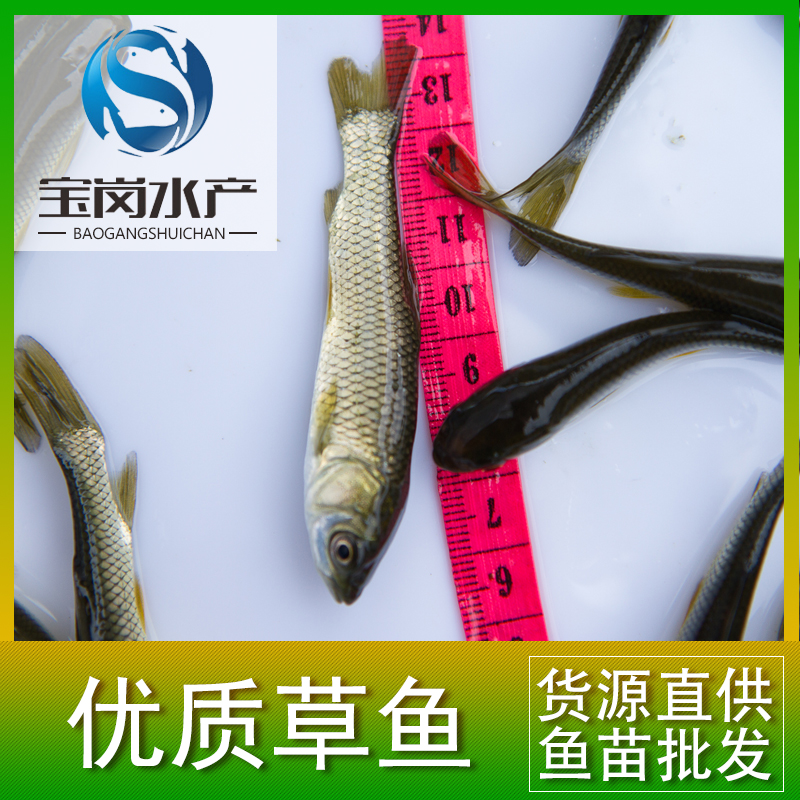草魚圖片/草魚樣板圖 (3)