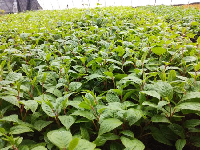 江西奇異莓供應(yīng)商圖片/江西奇異莓供應(yīng)商樣板圖 (3)