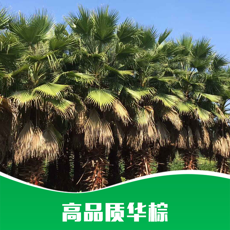 福建華棕圖片