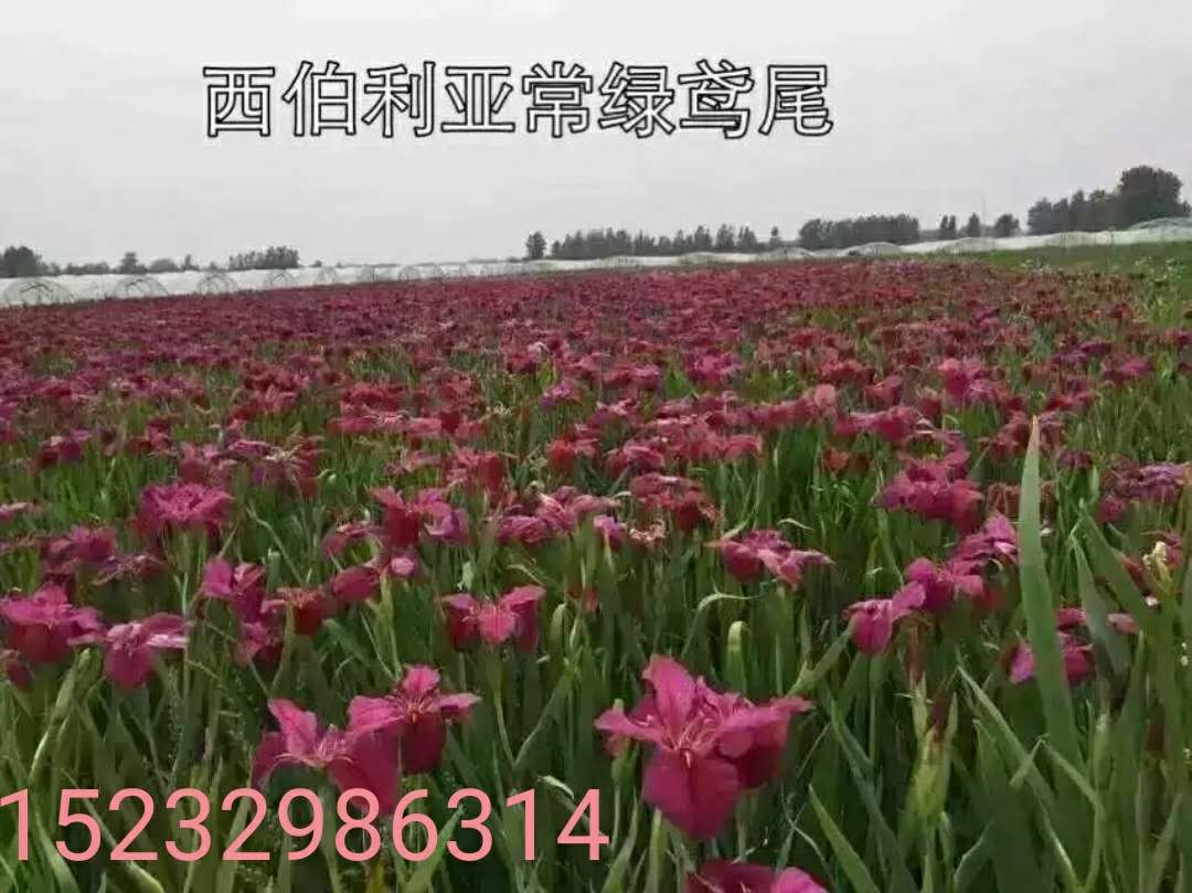 河北常綠鳶尾批發(fā)_黃花鳶尾種植基地圖片