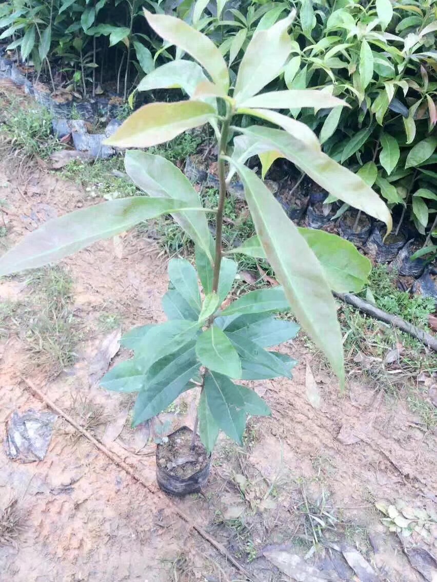 木荷杯苗  廣西木荷  桂林木荷  廣州木荷 防火苗13877322681