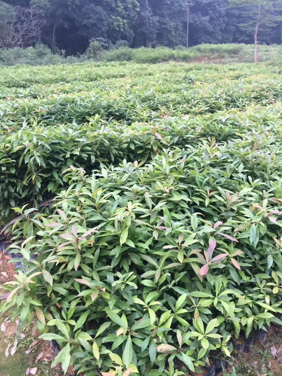 木荷圖片/木荷樣板圖 (2)