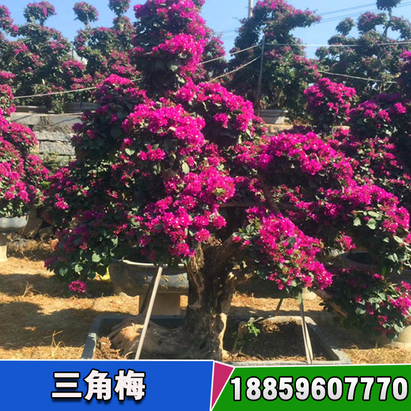 三角梅種苗圖片/三角梅種苗樣板圖 (2)