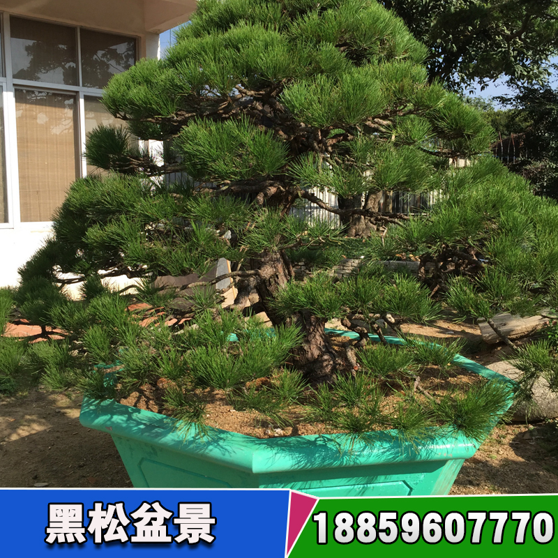 黑松盆景批發(fā)價(jià)格 松樹(shù)盆景怎么養(yǎng)護(hù)  廣東黑松盆景基地圖片