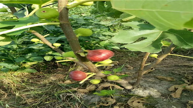 果樹圖片/果樹樣板圖 (4)