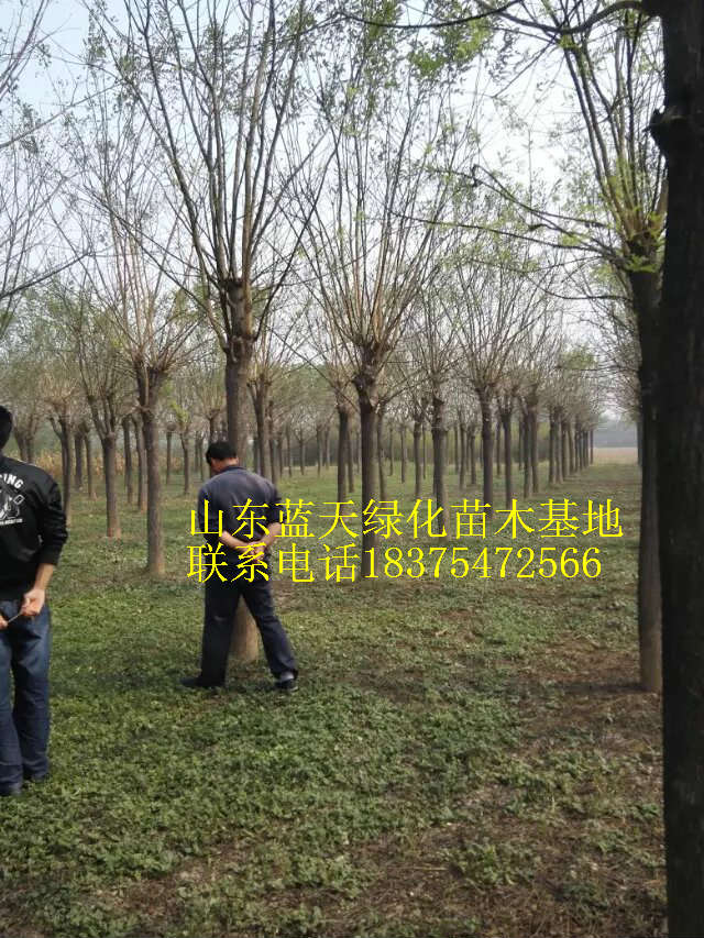5公分國槐圖片/5公分國槐樣板圖 (2)