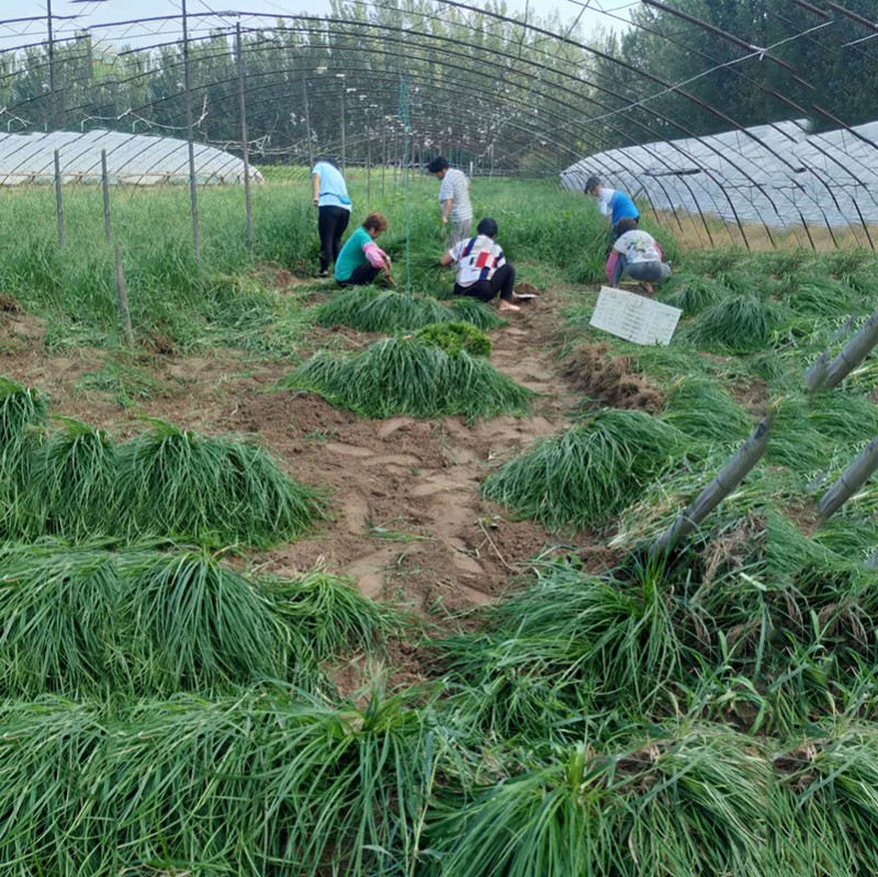 青苔草圖片/青苔草樣板圖 (2)