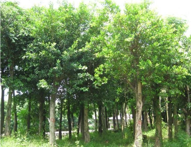 小葉榕圖片/小葉榕樣板圖 (4)