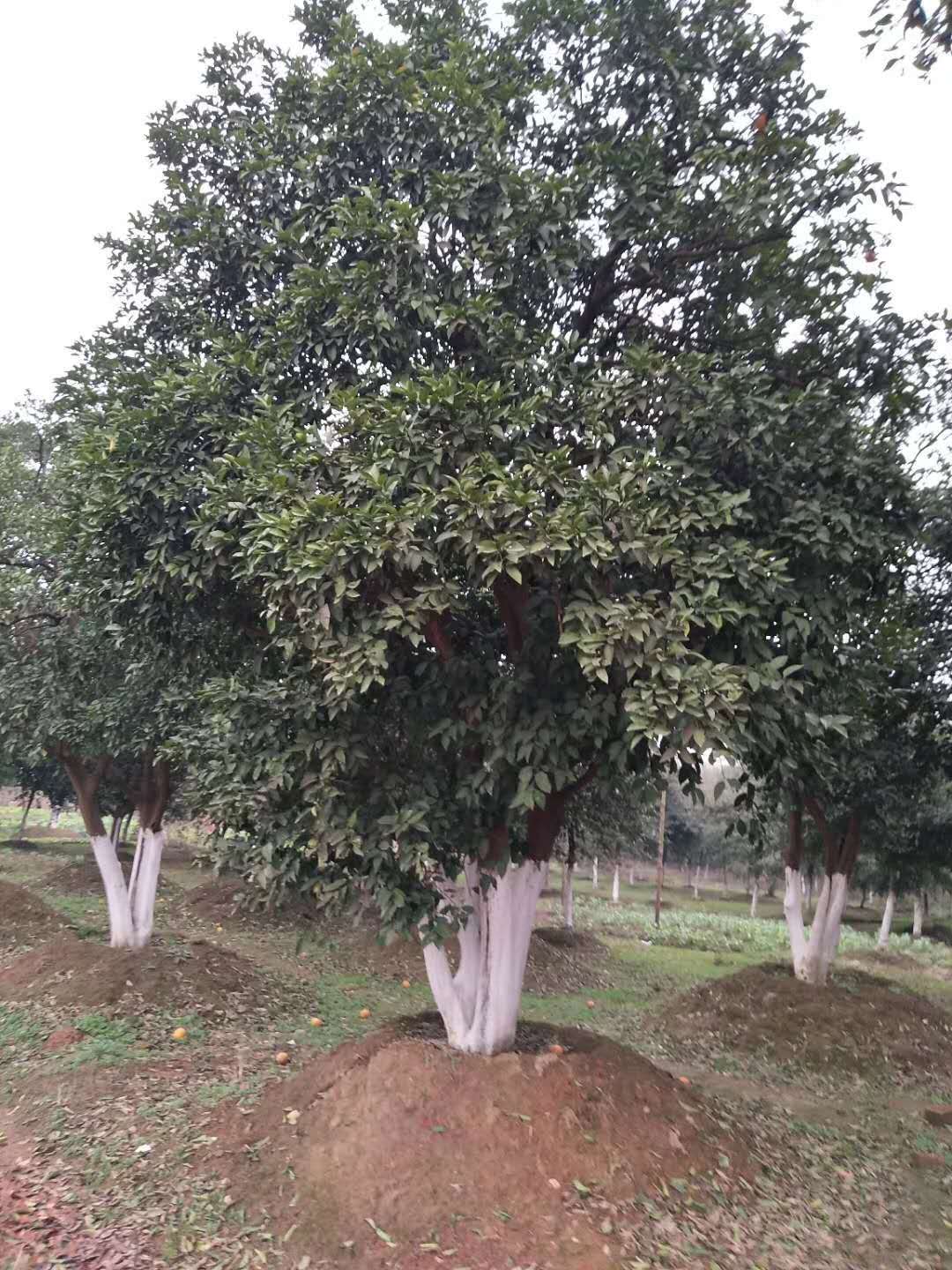 叢生香泡苗圃圖片/叢生香泡苗圃樣板圖 (3)