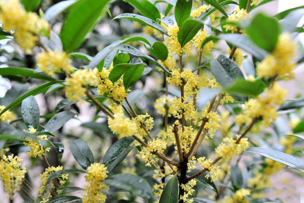 南宁市桂花树苗厂家南宁桂花树苗养殖培育