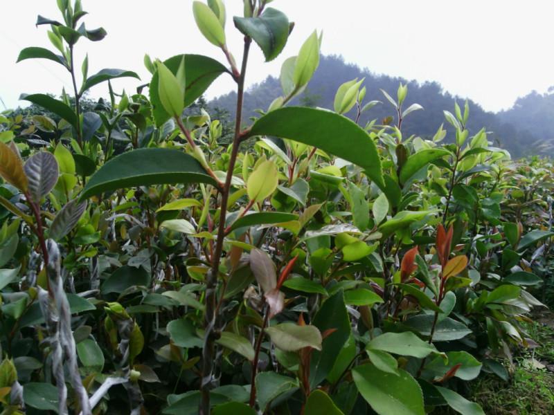 油茶苗圖片/油茶苗樣板圖 (3)