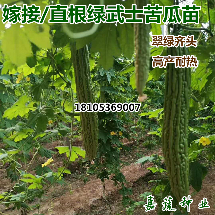 苦瓜種子圖片/苦瓜種子樣板圖 (3)