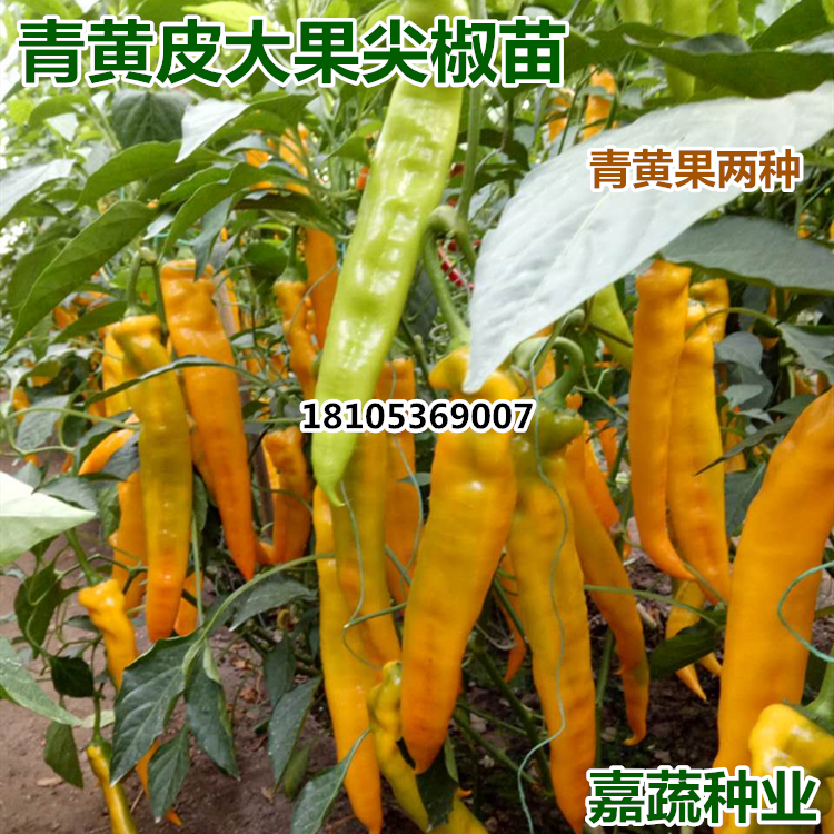 供應(yīng)黃皮大果尖椒種子種苗圖片/供應(yīng)黃皮大果尖椒種子種苗樣板圖 (3)