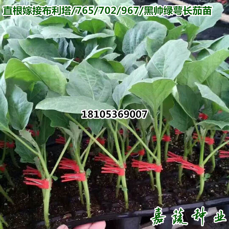 供應(yīng)布利塔 765嫁接長茄苗 長圖片/供應(yīng)布利塔 765嫁接長茄苗 長樣板圖 (4)