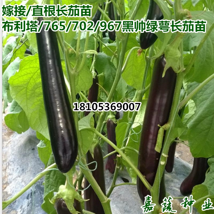 供應(yīng)布利塔 765嫁接長茄苗 長圖片/供應(yīng)布利塔 765嫁接長茄苗 長樣板圖 (1)