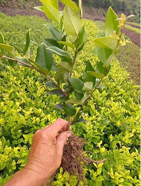 金森女貞圖片/金森女貞樣板圖 (4)