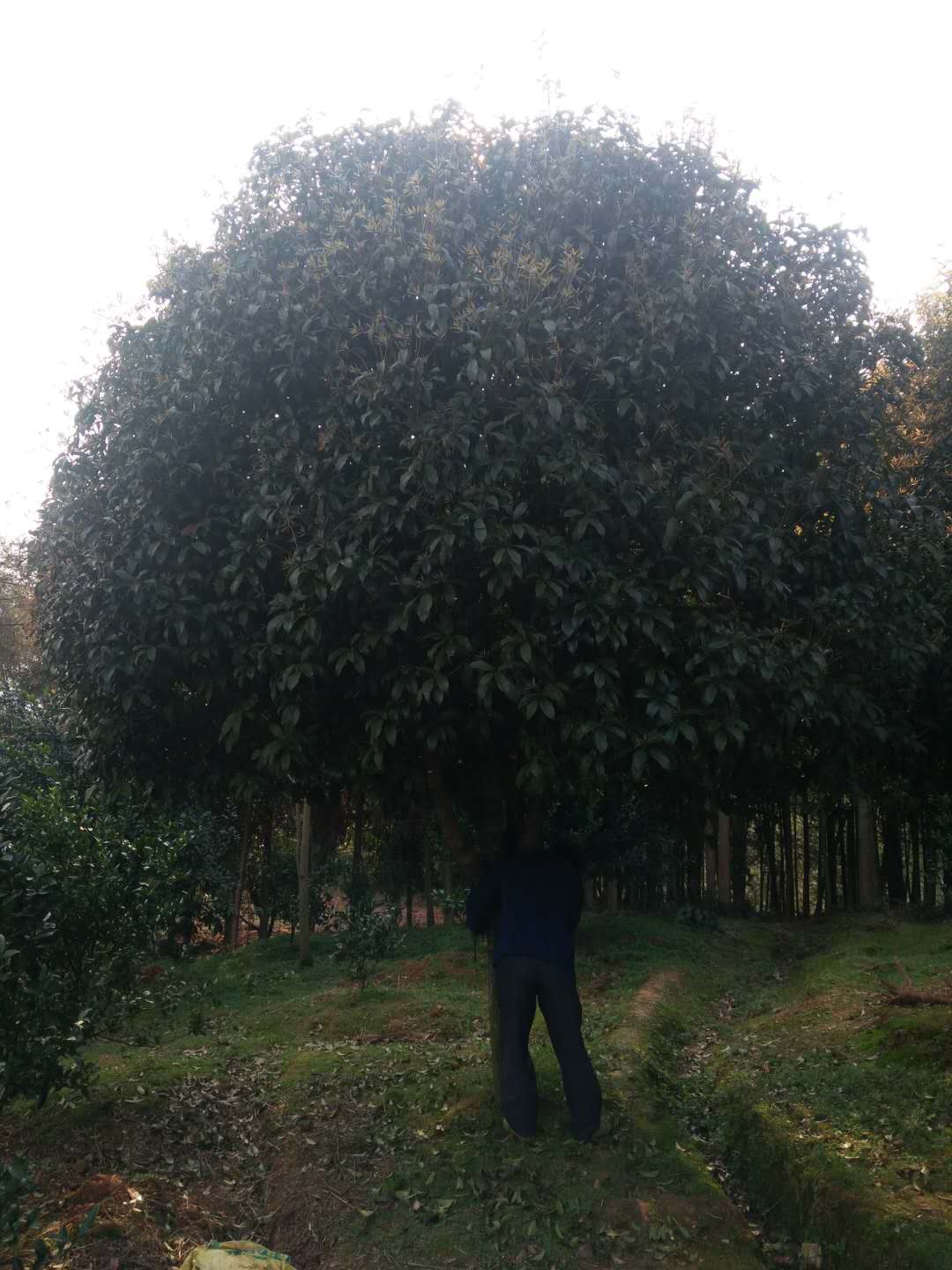 桂林市桂花树苗价格厂家桂花树苗价格-桂花苗木厂家直销