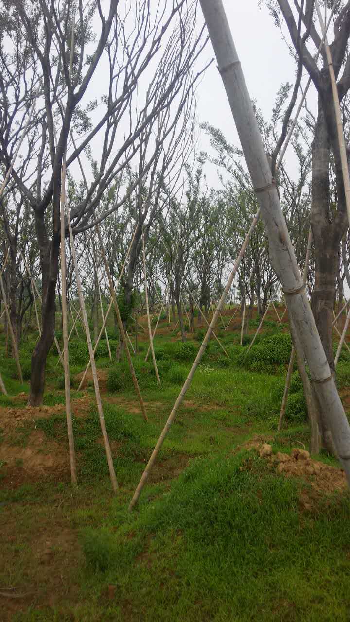樸樹苗木圖片/樸樹苗木樣板圖 (4)