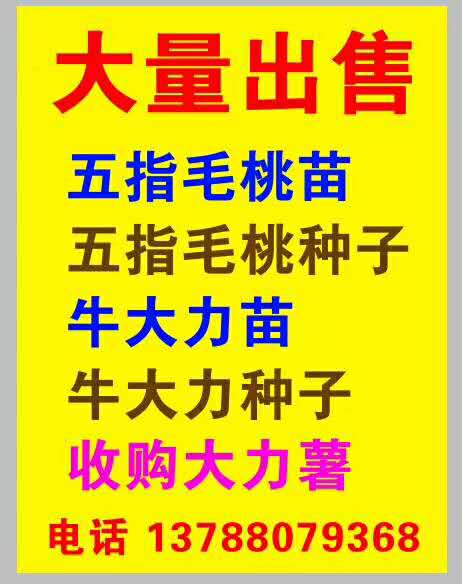 五指毛挑苗圖片/五指毛挑苗樣板圖 (4)