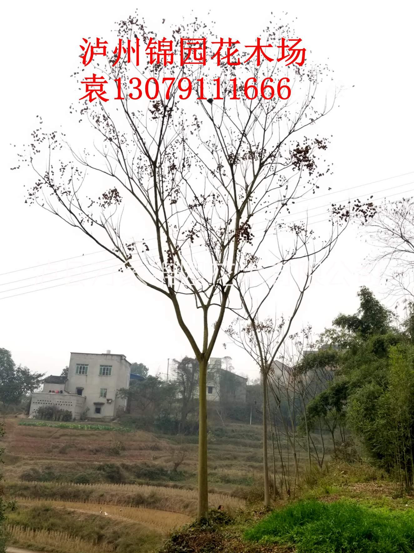 搖錢樹圖片/搖錢樹樣板圖 (3)