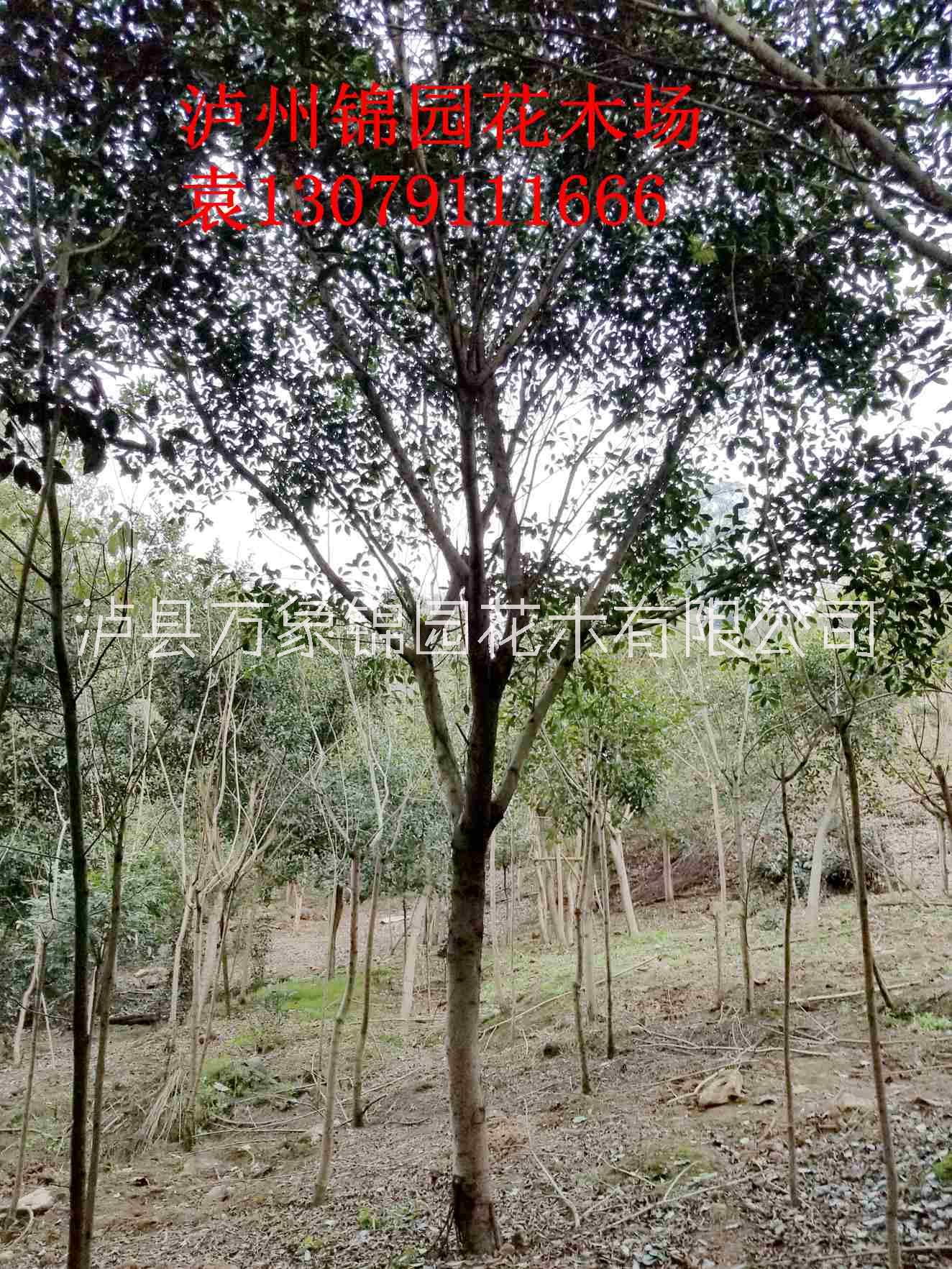 小葉榕圖片/小葉榕樣板圖 (4)