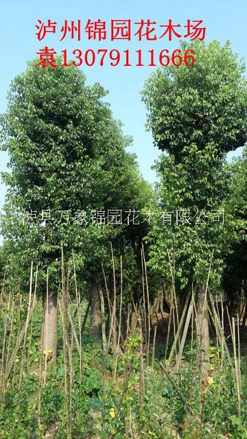 香樟圖片/香樟樣板圖 (4)