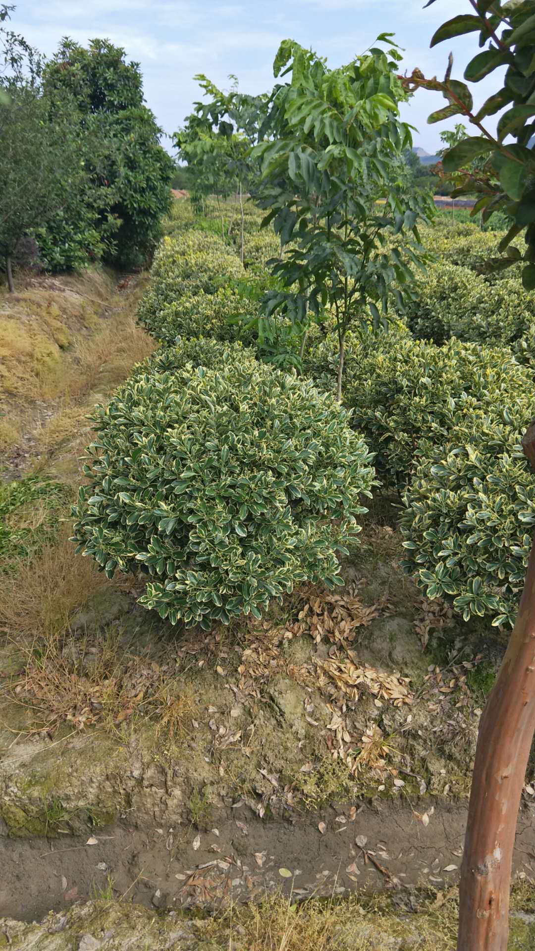 浙江金边黄杨球种植基地销售价格图片